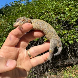Alternative view of Gargoyle Gecko Adult Female (Rhacodactylus auriculatus)