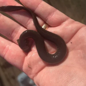Alternative view of Lesser Dwarf Siren (Siren intermedia)