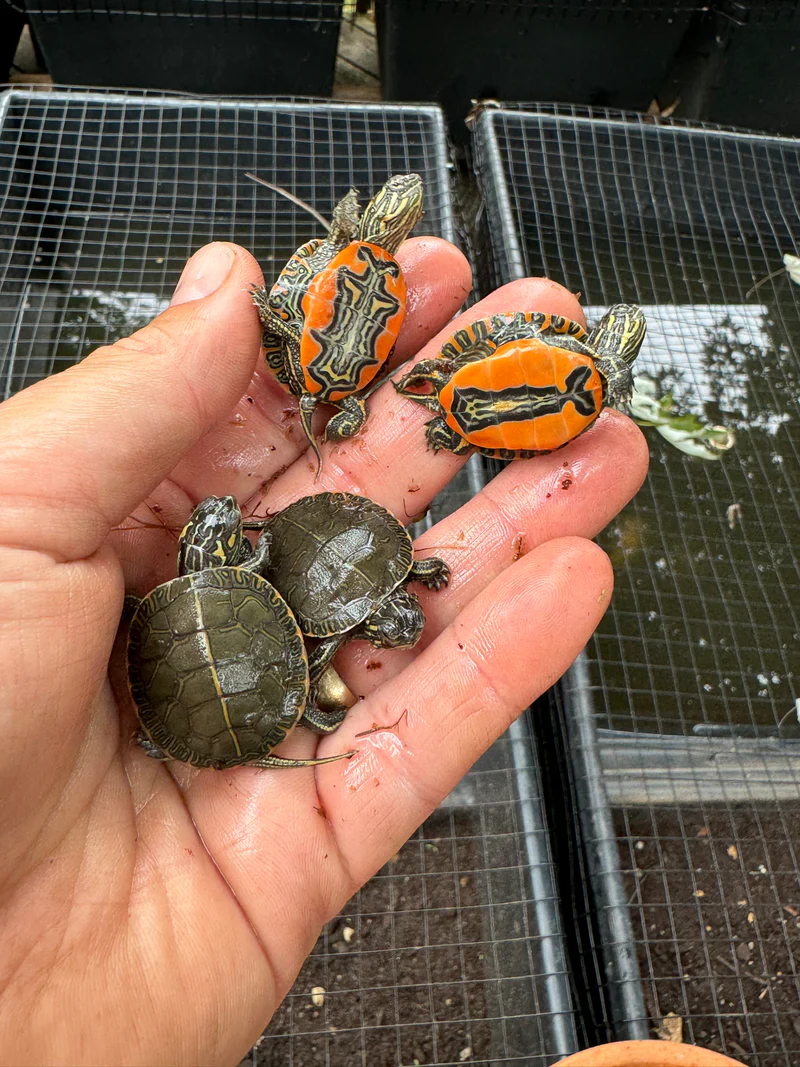 Western Painted Turtle Babies (Chrysemys picta) - Image 2