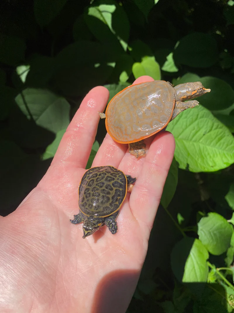 Hypomelanistic Florida Softshell Turtle Babies (Apalone ferox - Image 3