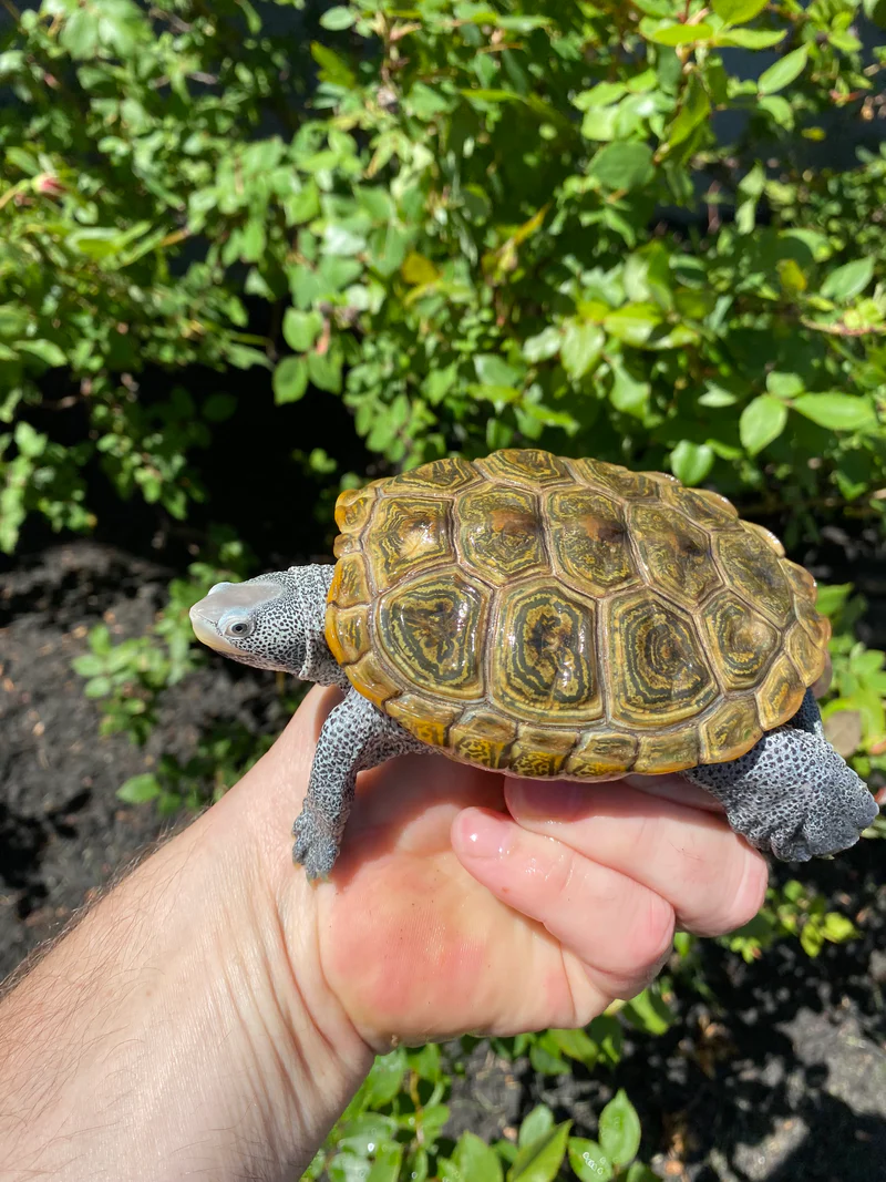 Adult Northern Diamondback Terrapin Male for Sale (Malaclemys terrapin) - Image 4