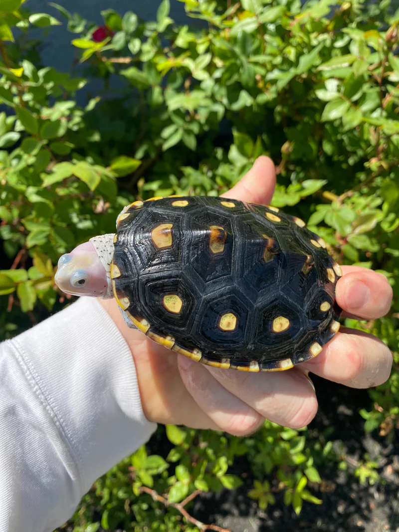 Ornate Diamondback Terrapin Female #26503 (Malaclemys terrapin macrospilota) - Image 5