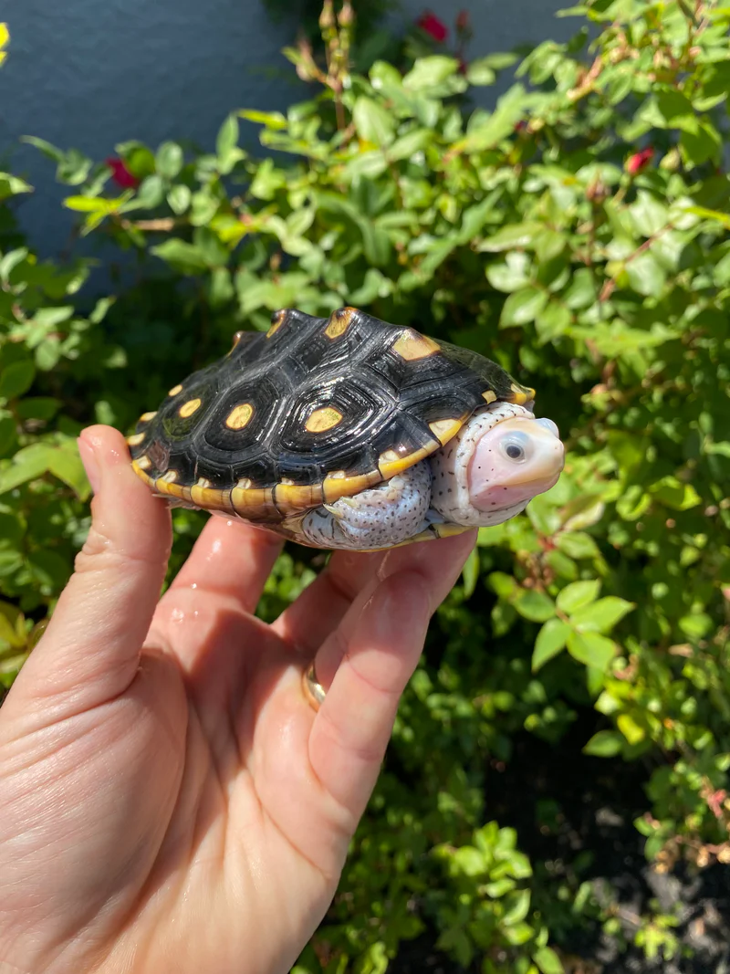 Ornate Diamondback Terrapin Female #26503 (Malaclemys terrapin macrospilota) - Image 6