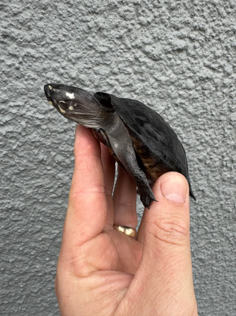 Black Marsh Turtle CH Juvenile (Siebenrockiella crassicollis) - Image 6