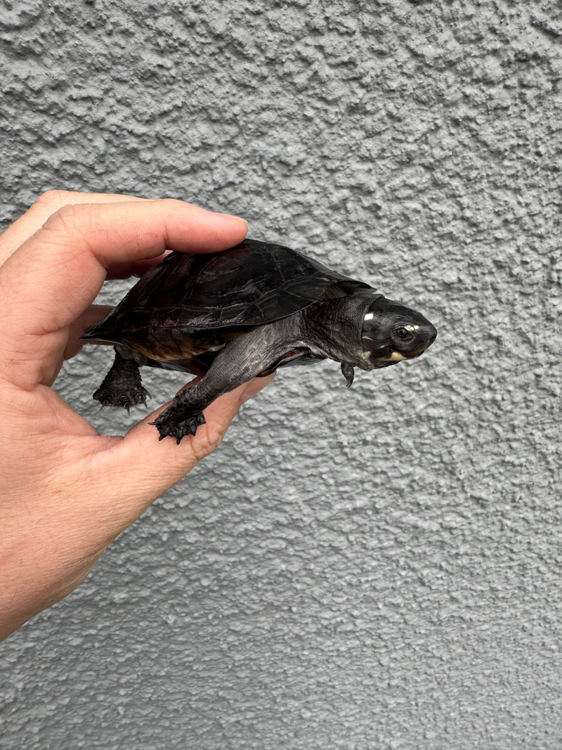 Black Marsh Turtle CH Juvenile (Siebenrockiella crassicollis) - Image 5