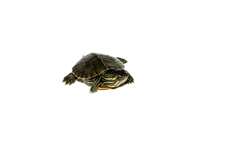Western Painted Turtle Babies (Chrysemys picta) - Image 3