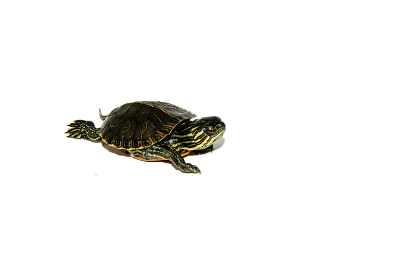 Western Painted Turtle Babies (Chrysemys picta) - Image 4