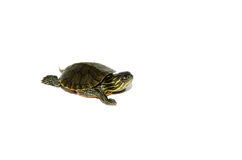 Western Painted Turtle Babies (Chrysemys picta) - Image 5