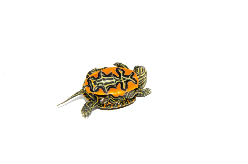 Western Painted Turtle Babies (Chrysemys picta) - Image 6