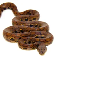 Alternative view of Brazilian Rainbow Boa (Epicrates cenchira)