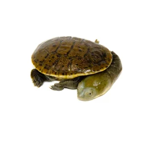 Alternative view of Indonesian Snake Neck Turtle Babies (Chelodina siebenrocki)