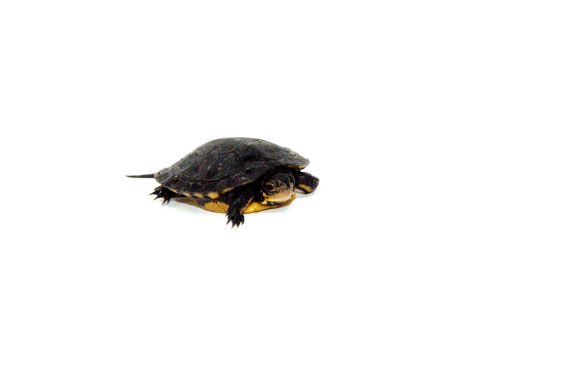 Spotted Turtle Babies for Sale (Clemmys guttata) - Image 2