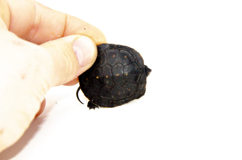 Spotted Turtle Babies for Sale (Clemmys guttata) - Image 3