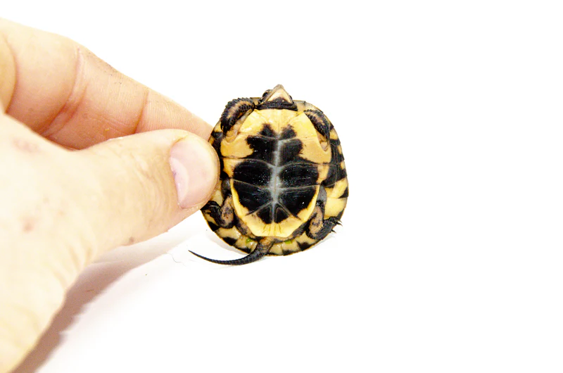 Spotted Turtle Babies for Sale (Clemmys guttata) - Image 4