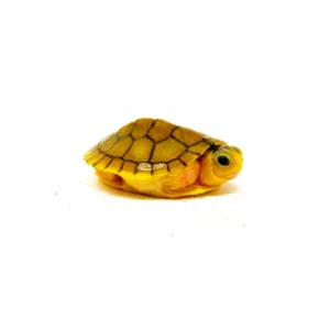 Alternative view of Baby Caramel Pink Albino Red Eared Slider Turtle (Trachemys elegans)
