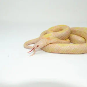 Alternative view of Albino Blotched Kingsnake Adult Male (Lampropeltis getula goini)