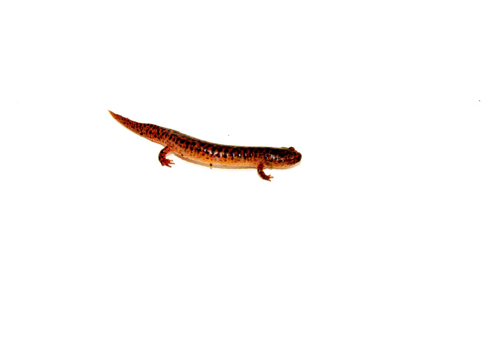 Southern Red Salamander (Pseudotriton ruber vioscai) - Image 3