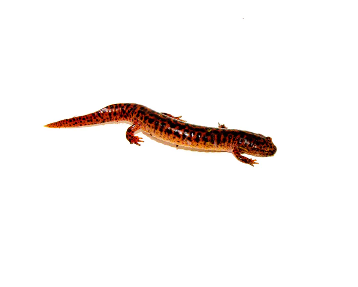 Southern Red Salamander (Pseudotriton ruber vioscai) - Image 4