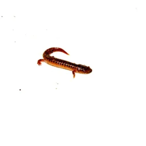 Alternative view of Southern Red Salamander (Pseudotriton ruber vioscai)