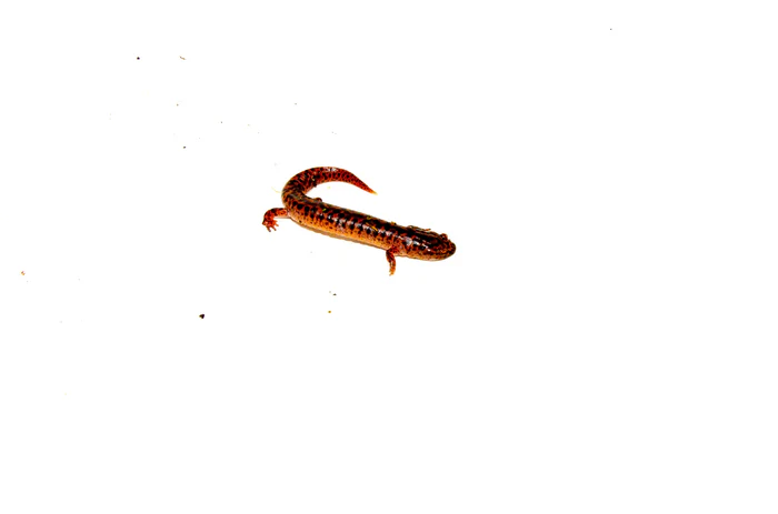 Southern Red Salamander (Pseudotriton ruber vioscai) - Image 2