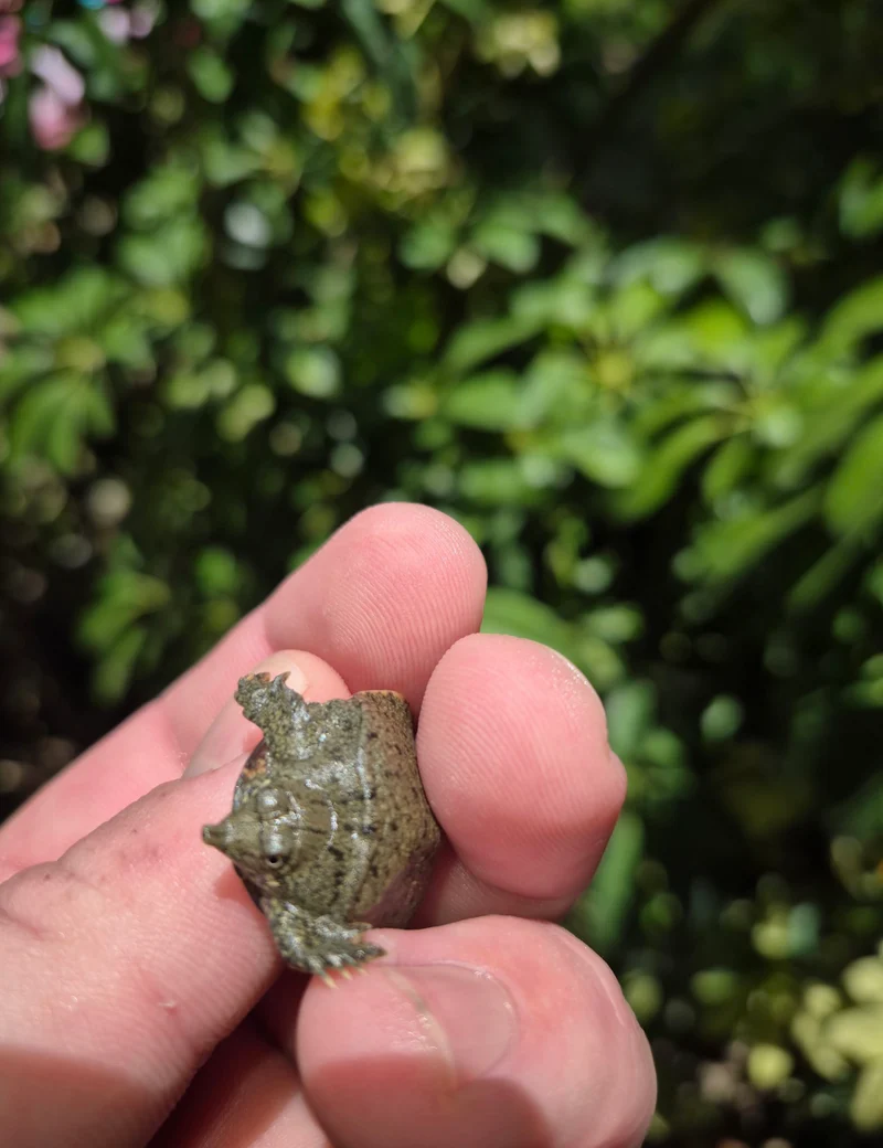 Chinese Softshell Turtle Babies (Pelodiscus sinensis) - Image 2
