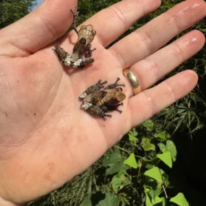 Alternative view of Pied Warty Tree Frog (Theloderma asperum)