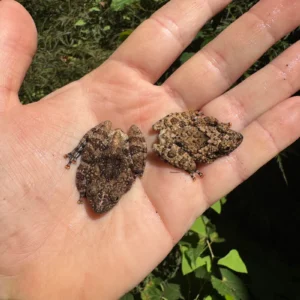 Alternative view of Thai Bug Eyed Tree Frogs (Theloderma horridum)
