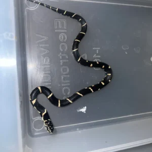 Alternative view of Eastern Kingsnake Edisto Island Locale (Lampropeltis getula)