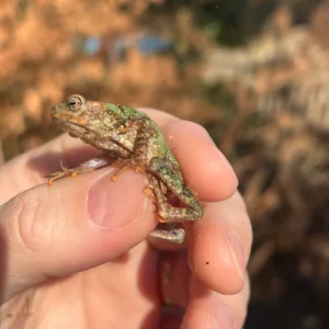 Alternative view of Yellow-Spotted Climbing Toad Babies for Sale (Rentapia flavomaculata)