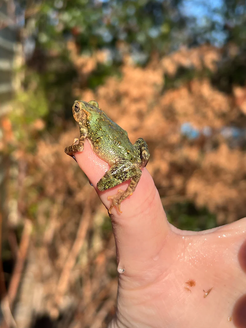 Yellow-Spotted Climbing Toad Babies for Sale (Rentapia flavomaculata) - Image 3