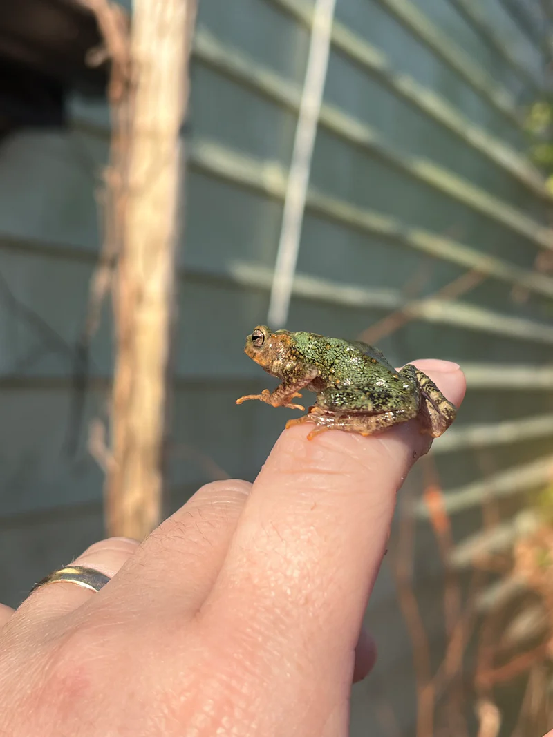 Yellow-Spotted Climbing Toad Babies for Sale (Rentapia flavomaculata) - Image 5