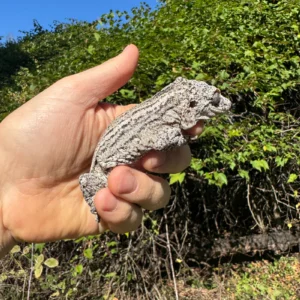 Alternative view of Gargoyle Gecko Adult Female or Sale (Rhacodactylus auriculatus)