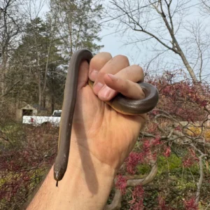 Alternative view of Rubber Boa Adult Pair (Charina bottae)