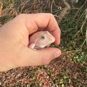 Alternative view of Blizzard Snow Chinese Bullfrogs (Hoplobatrachus rugulosus)