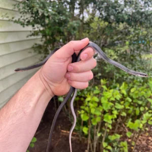 Alternative view of Black Racer Snake  (Coluber constrictor)