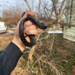 Alternative view of Texas Indigo Snake Juvenile Female (Drymarchon melanurus erebennus)