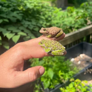 Alternative view of Barking Tree Frog Adults (Dryophytes gratiosus)