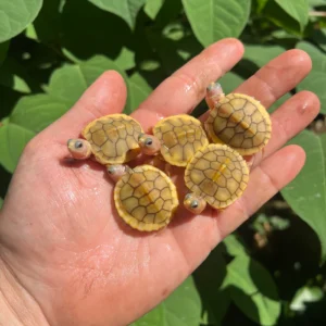 Baby Caramel Pink Albino Red Eared Slider Turtle (Trachemys elegans)