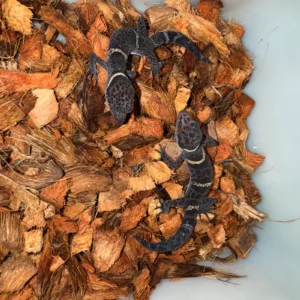 Alternative view of Chinese Cave Gecko Sub-Adults for Sale (Goniurosaurus hainanensis)