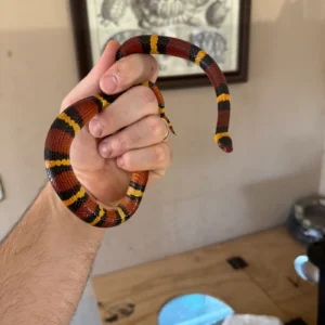 Alternative view of Scarlet Kingsnake Adult Female  (Lampropeltis elapsoides)