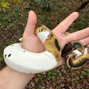 Alternative view of Hi White Pied Ball Python Adult Female (Python regius)