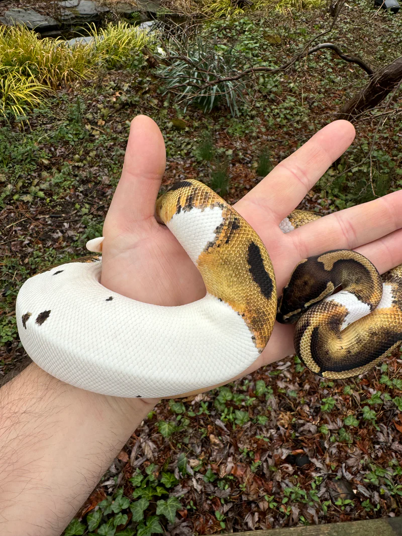 Hi White Pied Ball Python Adult Female (Python regius) - Image 2