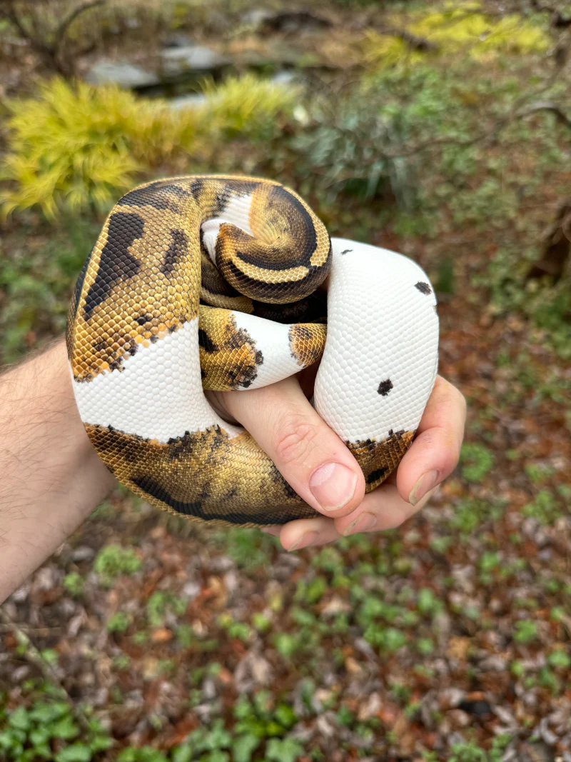 Hi White Pied Ball Python Adult Female (Python regius) - Image 5