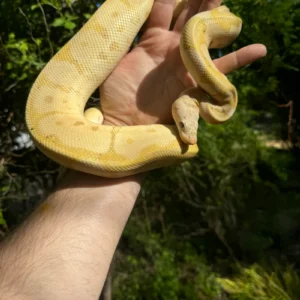 Alternative view of Banana Ball Python Adult Female #1 for Sale (Python regius)