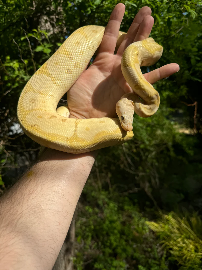 Banana Ball Python Adult Female #1 for Sale (Python regius) - Image 2