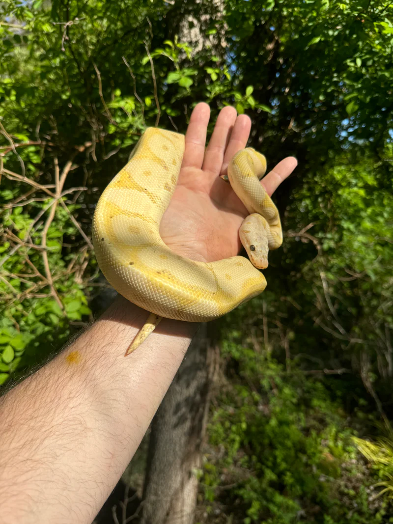 Banana Ball Python Adult Female #1 for Sale (Python regius) - Image 3