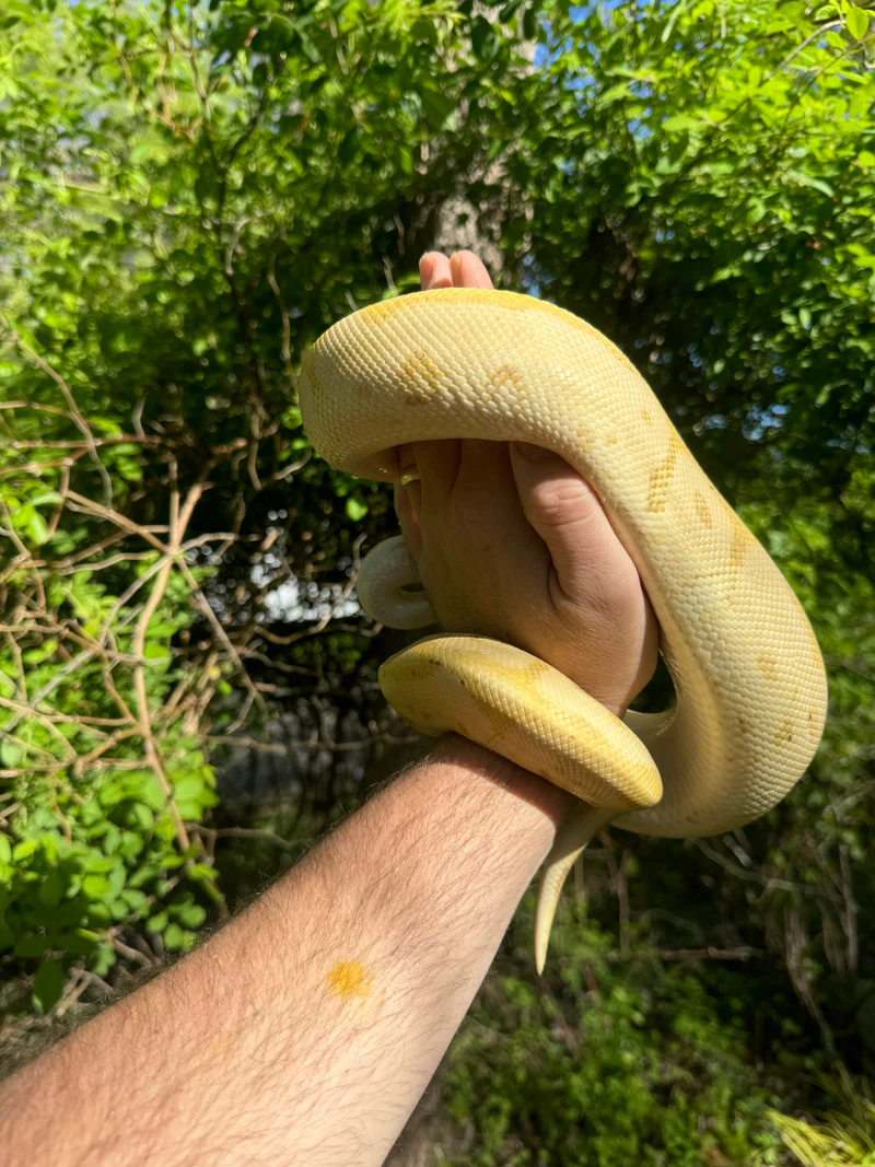 Banana Ball Python Adult Female #1 for Sale (Python regius) - Image 4