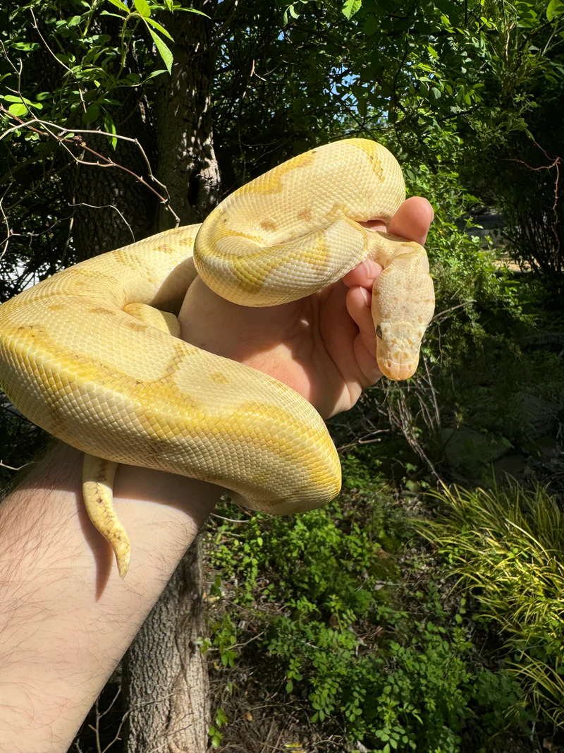 Banana Ball Python Adult Female #1 for Sale (Python regius) - Image 5