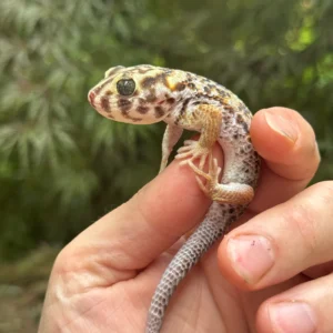 Alternative view of Frog Eyed Gecko Adults (Teratoscincus scincus)