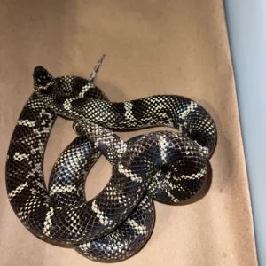 Alternative view of Outer Banks Kingsnake Adult Female (Lampropeltis getulus sticticeps)